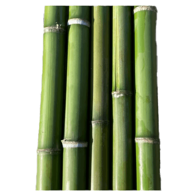 丸竹 真竹 5本セット 青竹-株式会社梅鉢TMC