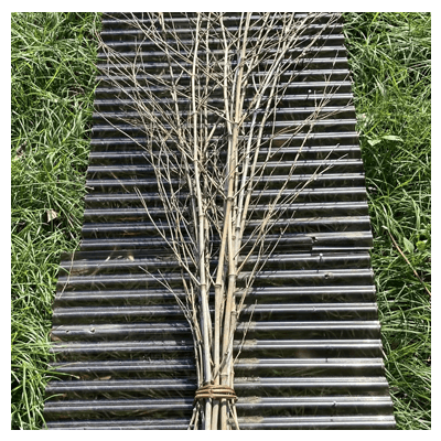 竹の枝 一束10本-株式会社梅鉢TMC