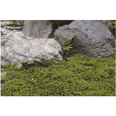 茨城県産 杉苔-株式会社竹藤商店