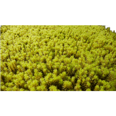 三重県産 砂苔シート-株式会社竹藤商店