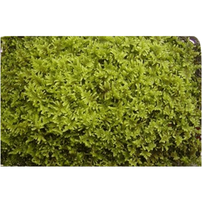 茨城県産 ハイ苔-株式会社竹藤商店