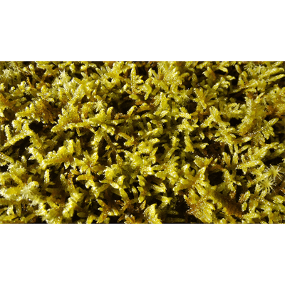 三重県産 ハイゴケシート-株式会社竹藤商店