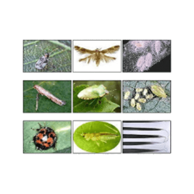 住友化学 スミチオン乳剤-株式会社竹藤商店