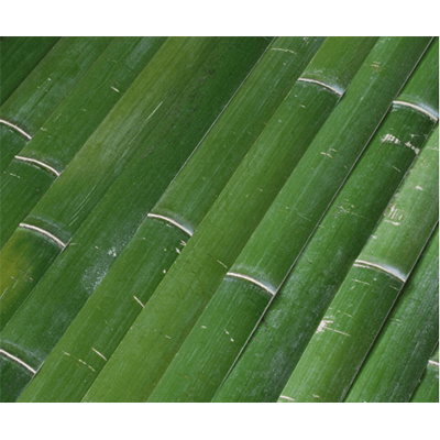 国産 青建仁寺 1束45枚 1坪分-株式会社竹藤商店