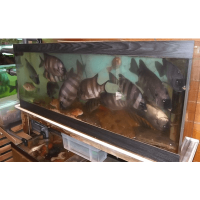 無臭美水 むしゅびす 水換え不要の活魚水槽システム-zeepaard株式会社