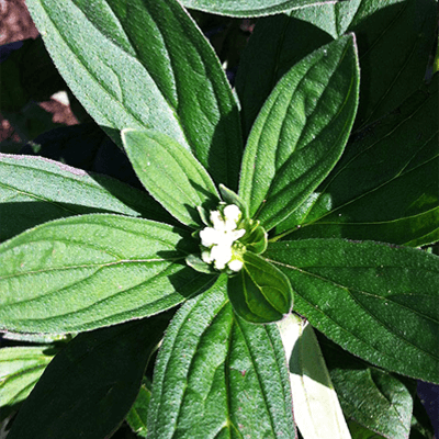 アレルギー疾患等に有効な物質 ペリオスチン阻害剤開発-トレンドサイン株式会社