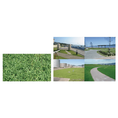 スポーツターフ あも青 (暖地／シーショアパスパラム)-コウフ・フィールド株式会社