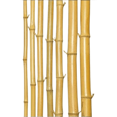銘竹 晒芽付竹 1,950×30-株式会社永井銘木店