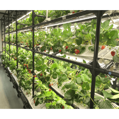 YUMEハウスSC 植物工場・閉鎖型イチゴ栽培工場-ユメックス株式会社
