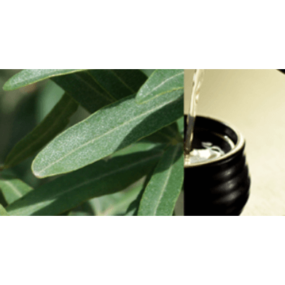 サジーの葉-宇航人ジャパン株式会社