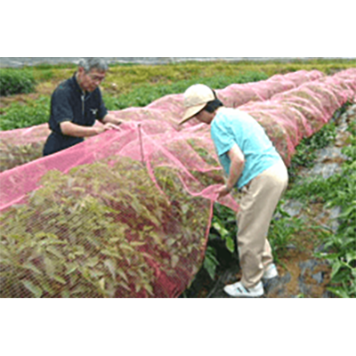 光合成促進で成長期間短縮 光変換ピンク農法 ピンクネット-株式会社光変換光合成促進農法