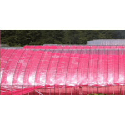 光合成促進で成長期間短縮 光変換ピンク農法 ピンクシート-株式会社光変換光合成促進農法