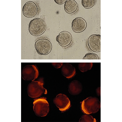 各種抗体試薬-株式会社セシルリサーチ