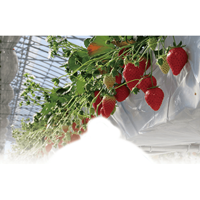 いちご専用土-株式会社オムニア・コンチェルト