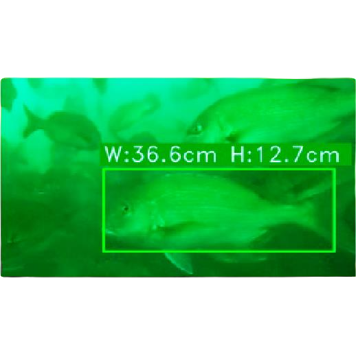 ⿂体サイズを計測するカメラと分析システム「AI魚体サイズ測定カメラ」-株式会社アイエンター
