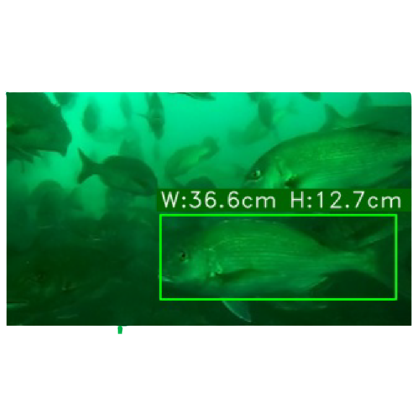 ⿂体サイズを計測するカメラと分析システム「AI魚体サイズ測定カメラ」-株式会社アイエンター